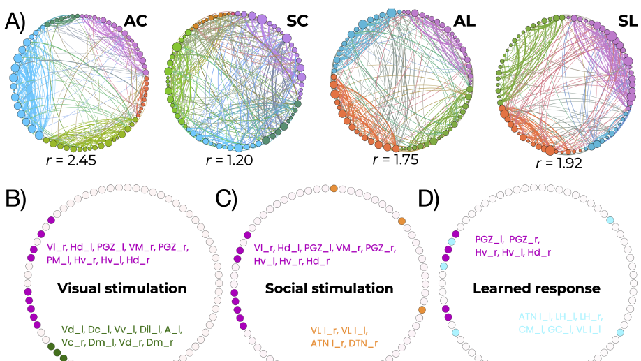 Social and asocial learning in zebrafish are encoded by a shared brain network that is differentially modulated by local activation